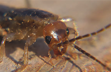 รูปภาพ dvuvostok (earwigs)