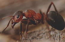  ภาพ Ant