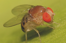  วิธีการกำจัด midges