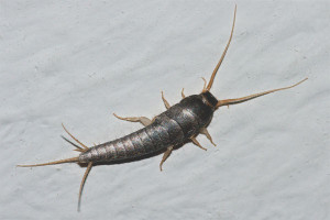  วิธีการกำจัด silverfish