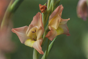  เมื่อจะขุดและวิธีการเก็บ gladioli