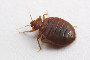  วิธีการกำจัด bedbugs