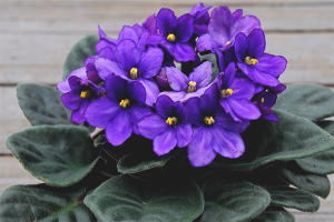  วิธีที่จะเติบโต violets
