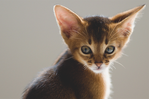  How to clean the ears of a kitten