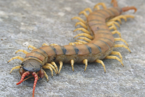  วิธีการกำจัด scolopendra