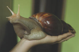  วิธีการดูแล Achatina