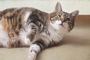  How to care for a pregnant cat