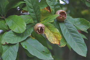  loquat เยอรมัน