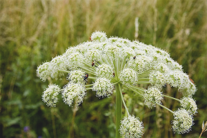  วิธีกำจัด Hogweed