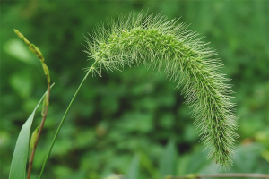  วิธีการกำจัด wheatgrass