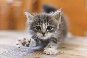  How to determine the age of a kitten