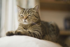  How to wean the cat to mark the territory in the apartment