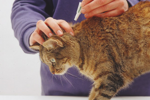  How to remove fleas from a cat