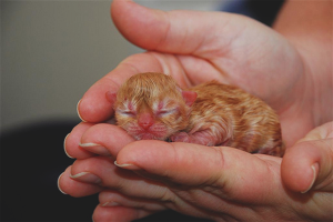  How to take birth in a cat