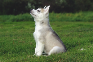  วิธีการฝึก Huskies