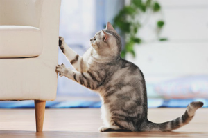  How to wean a cat to tear wallpaper and furniture