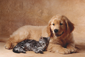  How to make friends a cat with a dog