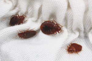  วิธีการถอด bedbugs ออกจากโซฟาอย่างเป็นอิสระ