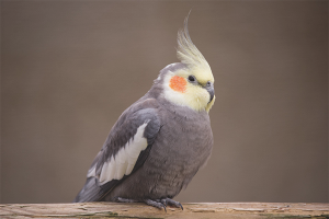  วิธีสอน Corella ให้พูด