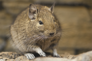  วิธีการดูแล degu