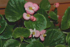  วิธีการปลูก Begonia