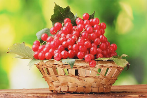  วิธีการเก็บ viburnum