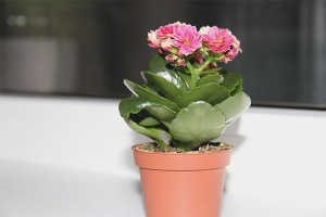  วิธีการดูแล Kalanchoe