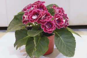  วิธีที่จะเติบโต gloxinia จากเมล็ด