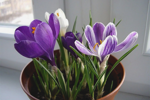  วิธีการปลูก crocuses