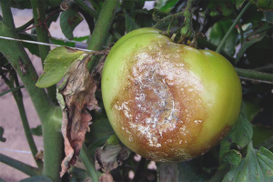  วิธีการป้องกันมะเขือเทศจาก phytophthora