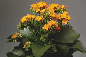  วิธีการทำดอก Kalanchoe