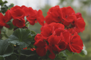  ทำไมไม่บานใน Geranium ในร่ม