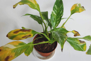 ทำไมใบไม้ spathiphyllum จึงเปลี่ยนเป็นสีเหลือง