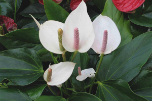  ทำไม spathiphyllum ไม่บาน