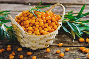  ประโยชน์และความเสียหายของทะเล buckthorn