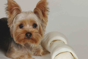  วิธีการดูแล Yorkshire Terrier