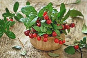  วิธีการใช้ lingonberry สำหรับ cystitis