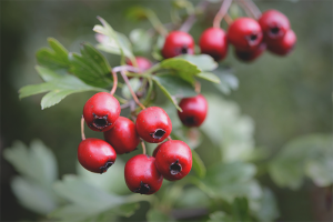  ประโยชน์และอันตรายของ Hawthorn