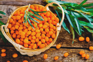  ผม buckthorn ทะเล