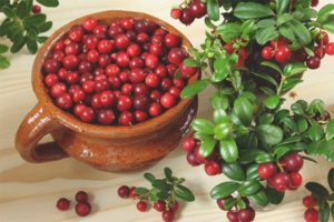  Lingonberry ระหว่างตั้งครรภ์