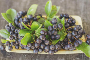  Chokeberry ระหว่างตั้งครรภ์