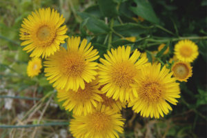  คุณสมบัติทางยาและข้อห้ามของ elecampane