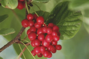  คุณสมบัติทางยาและข้อห้ามของ Schizandra จีน