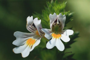  คุณสมบัติทางยาและข้อห้ามของ eyebright