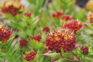  สรรพคุณทางยาและข้อห้ามของ Rhodiola Rosea