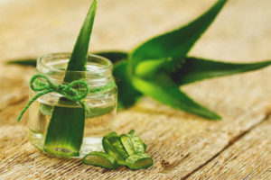  ทิงเจอร์ว่าน Aloe
