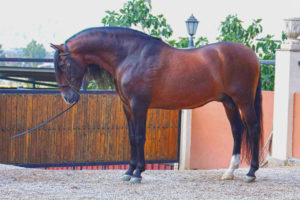  ม้าพันธุ์ Andalusian