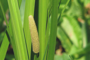 คุณสมบัติทางยาและข้อห้ามของ calamus calamus