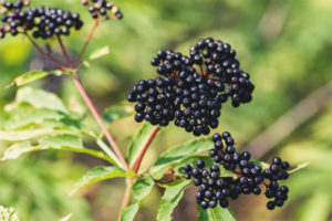  คุณสมบัติทางสมุนไพรและข้อห้ามของ Elderberry