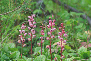  คุณสมบัติทางยาและข้อห้ามของ wintergreen